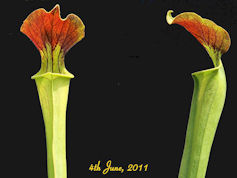 S. alata - Black tube x flava