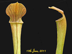 S. 'Unknown hybrid' - PJ Plant