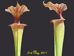 S. x moorei 'Adrian Slack' - M