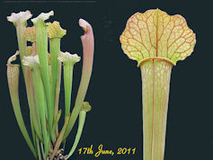 S. x catesbaei x excellens - P