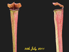 S. x ahlesii - PJP H01