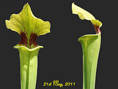 S. x moorei 'Brooks Hybrid' - 