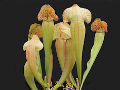 S. x swaniana - PJP H44