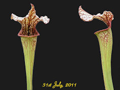 S. 'French Kiss' - CA SX68