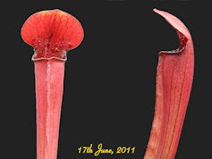 S. x swaniana x popei - PJP H4