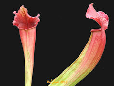 S. 'Judith Hindle' - PJP H51 