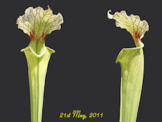 S. x moorei - NW Florida W.S. 