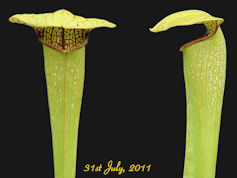 S. x harperi - Vigorous clone