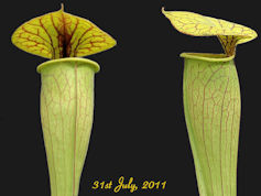 S. 'Unknown hybrid' - Cedric -