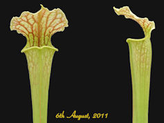 S. x moorei - CA SXM22