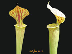 S. 'Hugh Jampton' - MK H194