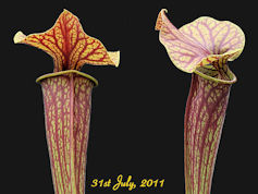 S. 'Mercury' - MK H60