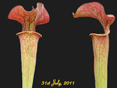 S. 'Orange Fire' - CA SX33 - M