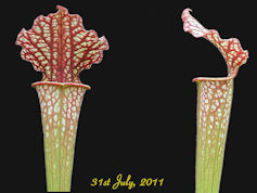 S. x areolata - 'Flame Mouth'