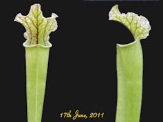 S. leucophylla x unknown