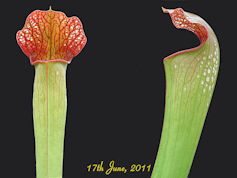 S. x excellens - PJP H17a