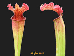 S. leucophylla x oreophila