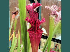 S. 'Dana's Delight' - MK H109