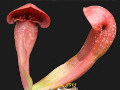 S. 'Lady Bug' - MK H238