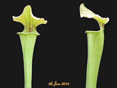 S. oreophila x leucophylla - C