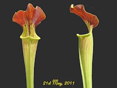 S. alata - Red lid x flava