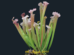 S. x farnhamii - PJP