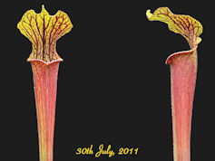 S. alata - Red lid x flava var