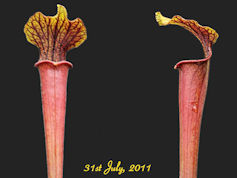 S. alata - Red tube x flava -