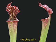 S. leucophylla x readii - PJP