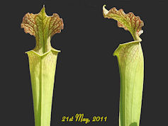 S. x moorei 'Marston Mill' - P