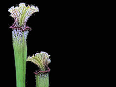 S. rubra ssp. gulfensis x (leu