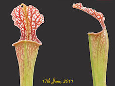 S. rubra x excellens - PJP H77