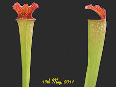 S. x excellens x rubra - MK H1