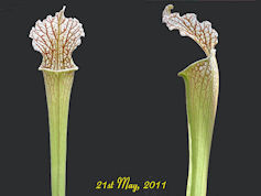 S. alata x leucophylla - MK H3