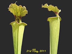 S. leucophylla - Baldwin Count