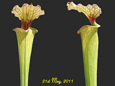 S. leucophylla - Baldwin Count