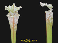 S. x moorei - Gulf breeze, San