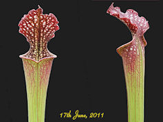 S. x readii - Dutch hybrid - M