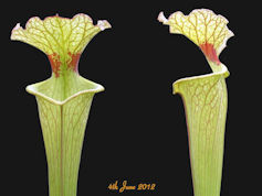 S. x moorei - Red lip, Baker,