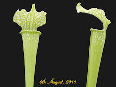 S. leucophylla - Anthocyanin f