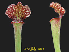 S. x moorei - Mark Wesson - MK