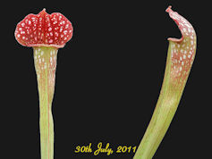 S. 'Mushroom Periscope' - MK H