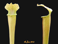 S. 'Pretty 'n Pink' - MK H114