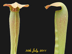 S. 'Imhotep' - MK H159