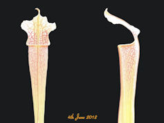 S. x bellii - MK H183