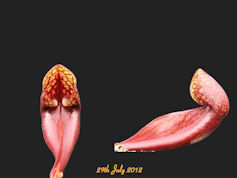 S. x courtii  -2009 seed