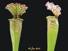 S. leucophylla - Kew x oreophi