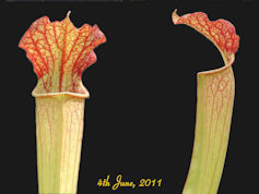 S. 'Unknown hybrid' - ip