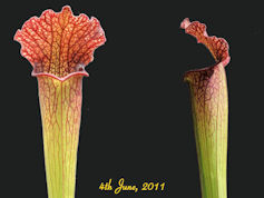 S. (leucophylla x mitchelliana