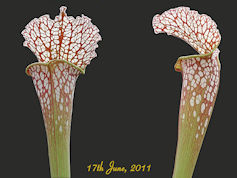 S. x excellens x leucophylla -